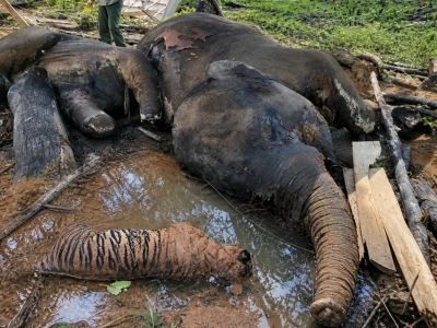 Caption foto: Gajah dan Harimau mati di kawasan Bentang Seblat Kabupaten Bengkulu Utara-Mukomuko, Provinsi Bengkulu yang terjadi pada 29 April 2026 (Foto/dok: Soprian Ardianto/ChatGPT)