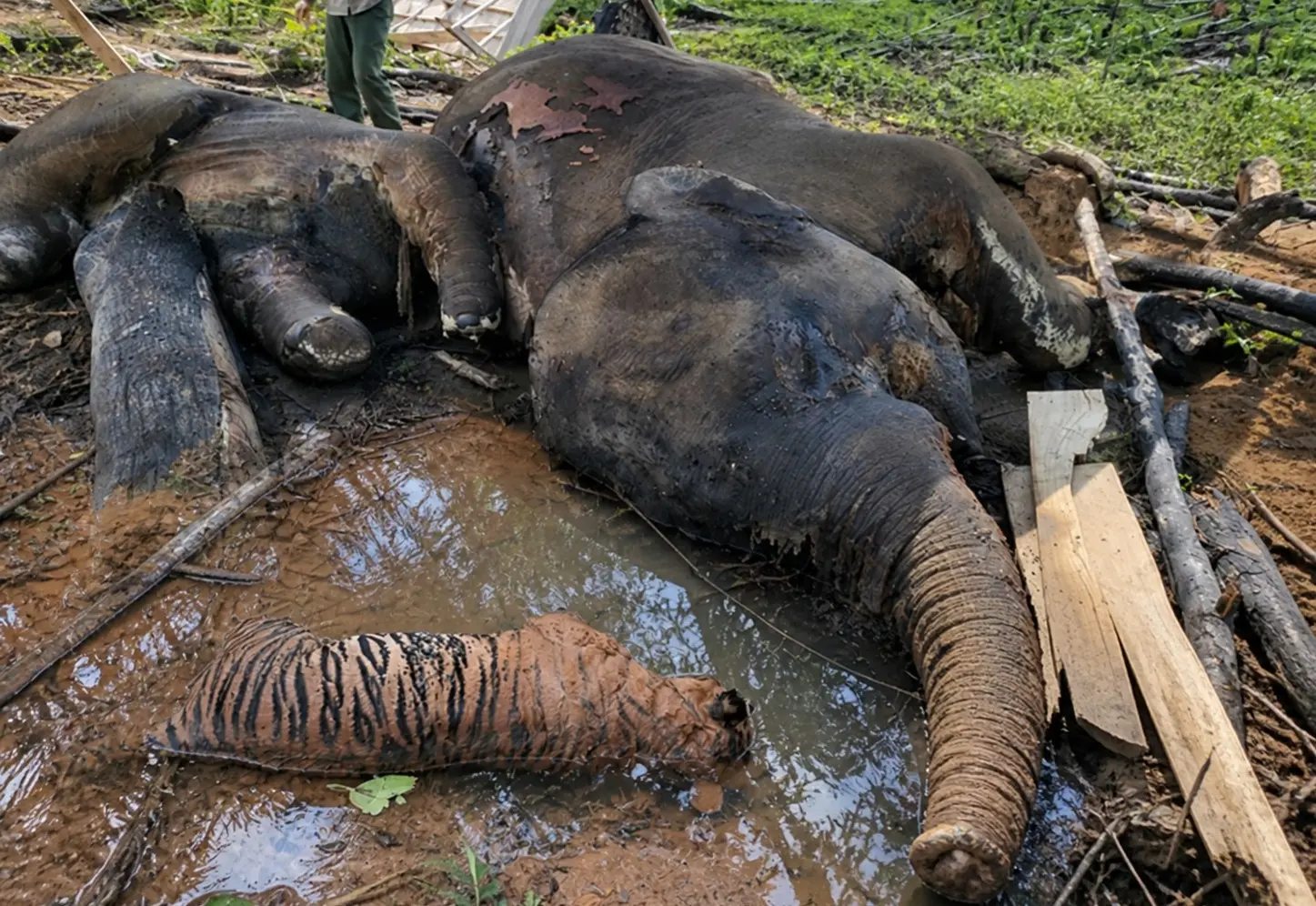 Caption foto: Gajah dan Harimau mati di kawasan Bentang Seblat Kabupaten Bengkulu Utara-Mukomuko, Provinsi Bengkulu yang terjadi pada 29 April 2026 (Foto/dok: Soprian Ardianto/ChatGPT)